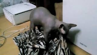 18+  Кот- онанист. Как отучить кота от онанизма.  Канадский сфинкс - акробат.