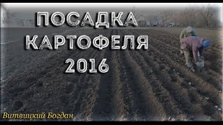 Посадка картофеля 2016 мотоблоком с культиваторным окучником дисковый окучник