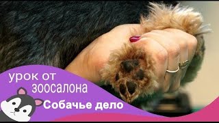Мастер класс по гигиенической стрижке йоркширского терьера