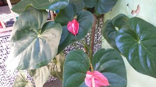 Dando uma geral no quintal+mostrando plantas.