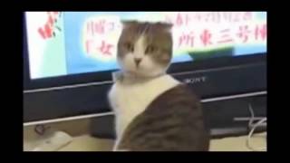 Коты уникумы!! Новинка!