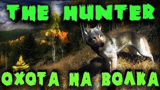 Выживание в лесу и охота на волков - The Hunter Call of the Wild. Дикая охота