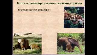 Животные и растения Южной Америки