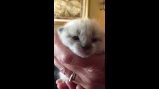 Furry Adorable Kitten's First Meow! So Cute!
