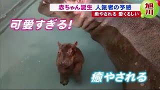 旭山動物園にかわいすぎる新アイドル　アムールトラ赤ちゃん　2足歩行のカバは動画再生27万回超に (20/02/11 20:40)
