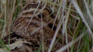 Ground Nesting Birds