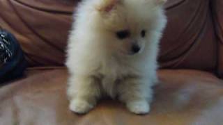 MICRO TEACUP POMERANIAN FOR SALE "GUCCI"