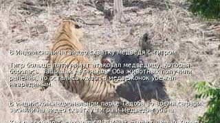 В Индии сняли на видео схватку медведя с тигром