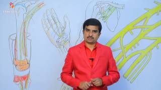 Median nerve anatomy - Usmle quick review lecture - Dr Bhanu prakash