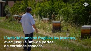 Biodiversité : recréer des haies pour un meilleur écosystème