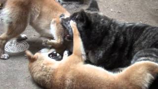 秋田犬（虎）と柴犬のじゃれあい　３