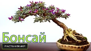 Как вырастить бонсай? / Формирование кроны бонсай
