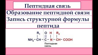 Пептидная связь. Образование пептидной связи. Запись структурной формулы пептида.