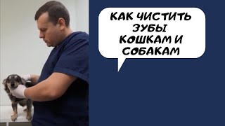 как чистить зубы кошкам и собакам