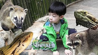 뉴욕이의 네이처파크 동물 구경하고 흉내 내기 놀이! 대구 교감형 생태동물원 네이처파크 실내 편 뉴욕이랑 놀자 NY Toys