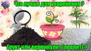 Вермикулит(перлит) или грунт? Что лучше для укоренения черенков комнатных ратений