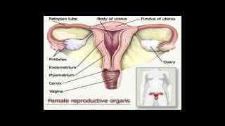 Genital Transformation (1) Trans Women/ Male to Female MatrixPlay99 Hypnosis Subliminal Te