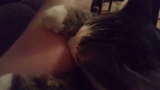 Котик котиков просит сисю.