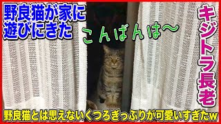 猫 かわいい 動物 【野良猫がクッションでくつろぐ姿が可愛いすぎた】