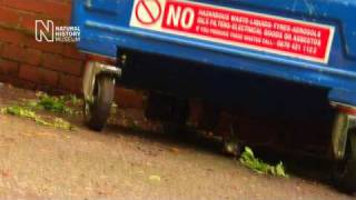 Radio Controlled Flipping Rat from The Natural History Museum - HQ WIDESCREEN