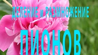 Пионы: ДЕЛЕНИЕ пионов - РАЗМНОЖЕНИЕ пионов. PEONIES