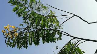 Yellow Mal Mara Tree (Albizzia lebbek)