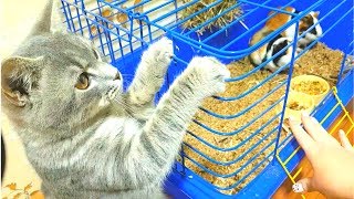 КОТ МАКС НАБРОСИЛСЯ НА МЕНЯ! Какое животное завести?