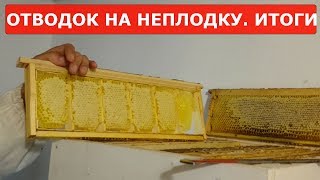 сколько товарного мёда дали июньские отводки на неплодную матку