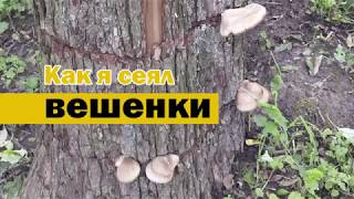 Вешенки в пеньках.