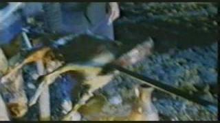 Ozoda Nursaidova - Asrasin    Uzbek klip