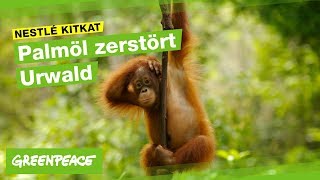 Warum KitKat schlecht für Orang-Utans ist