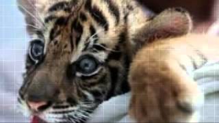 Project Tiger