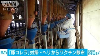 野生イノシシ向け“豚コレラ”経口ワクチン散布開始(19/12/20)