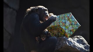 Los Reyes Magos adelantan sus regalos para los animales de BIOPARC Valencia