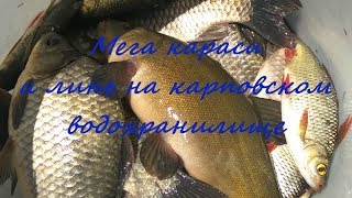 Мега караси и линь ,на карповском водохранилище