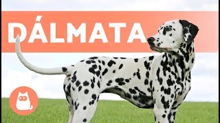 El perro DÁLMATA - Características y curiosidades