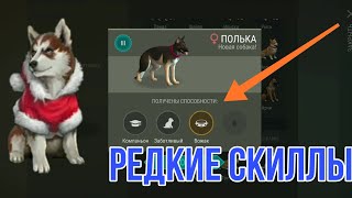 СКРЕЩИВАНИЕ СОБАК! НУЖНЫЕ СКИЛЛЫ! РЕЙД БАЗЫ Player 8910! Last Day On Earth Survival