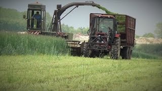 Żyto na kiszonke 2016 - 3x Fortschritt, Belarus 820