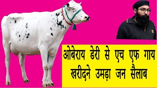ओबेराय डेरी से एच एफ गाय खरीदने उमड़ा जन सैलाब I Oberoi Dairy Farm Ludhiana Punjab