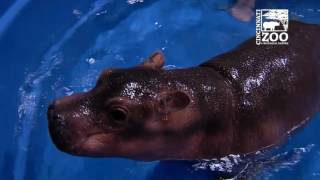 Premature Baby Hippo Fiona Gets a Bigger Pool - Cincinnati Zoo