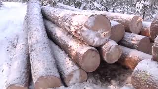 Черные лесорубы в Иркутске