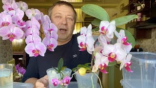 БУКЕТООБРАЗНЫЕ цветоносы орхидей неужели ОТ ЭТОГО ГРИБКА?