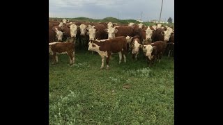 Бычки на продажу Герефорды 89656176005. Звоните!