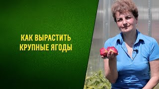Как вырастить крупные ягоды садовой клубники. Размножение усами