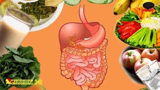 Darm und Immunsystem