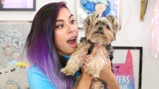 Reading Comments About My Dog