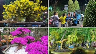 Chợ hoa tết công viên 23-9 quận 1: Rất đông vui, Mai vàng giá 2 tỷ, Trái thần kỳ, Cây tình yêu