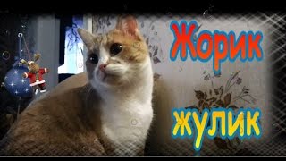 Кот. Жорик - жулик.