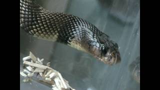 New Snakes