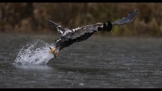 Sony a9 with sony FE 400mm GM OSS f/2.8 real wildlife experience